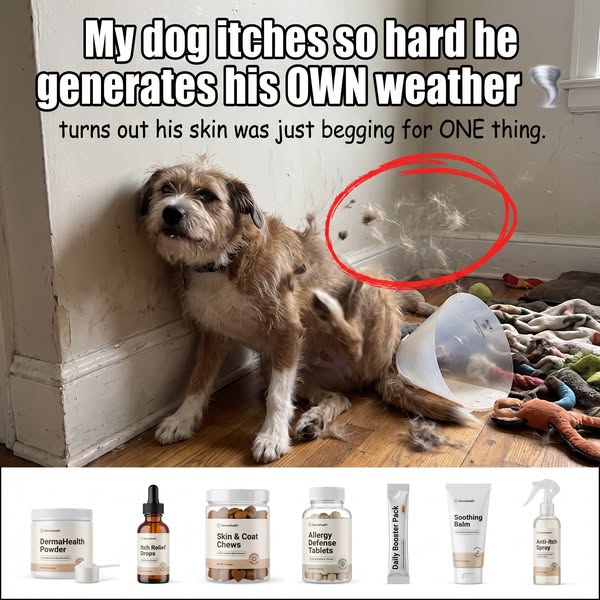 Stop the Scratch? 5 Collagen Supplements for Itchy Dogs