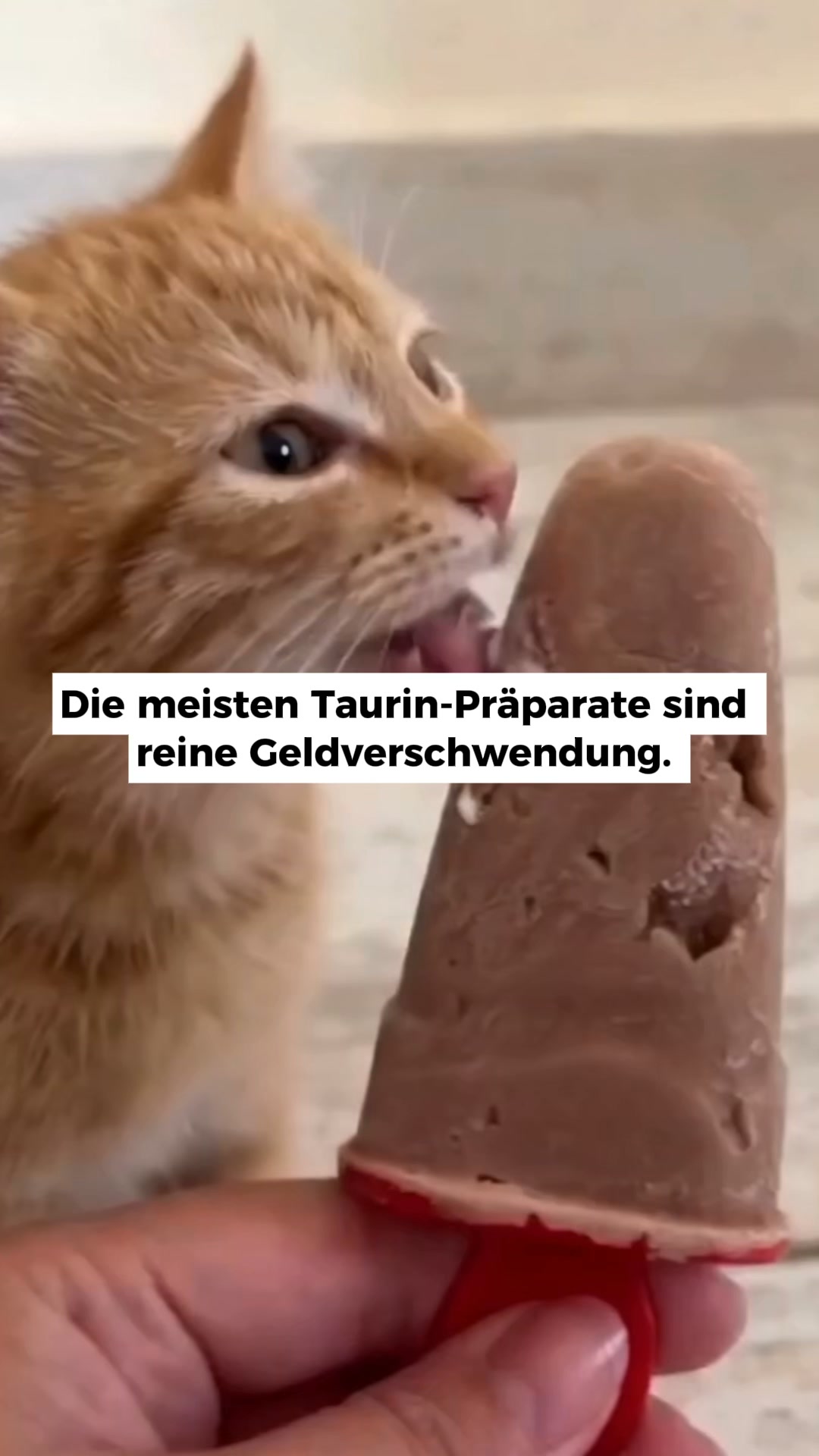 Ich fütterte ihn mit dem teuersten „gesunden“ Futter, das ich finden konnte. Er starb mit 6 Jahren an Herzversagen.