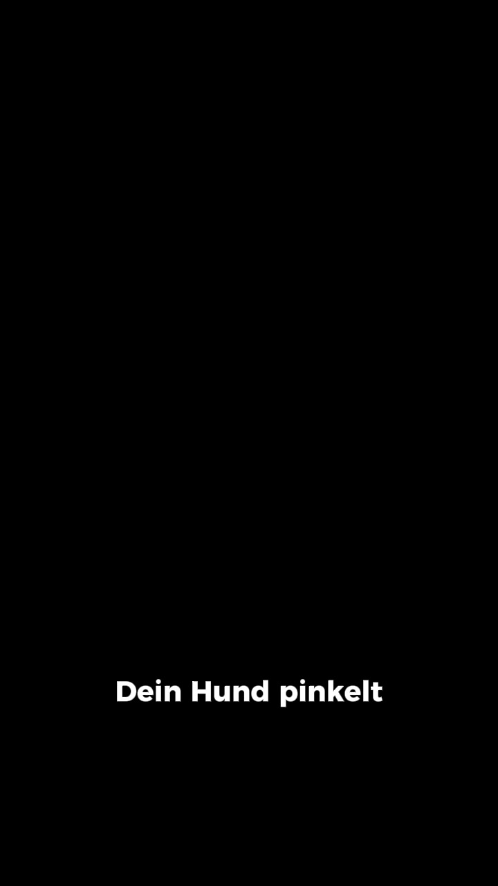 Der nasse Fleck im Hundebett?