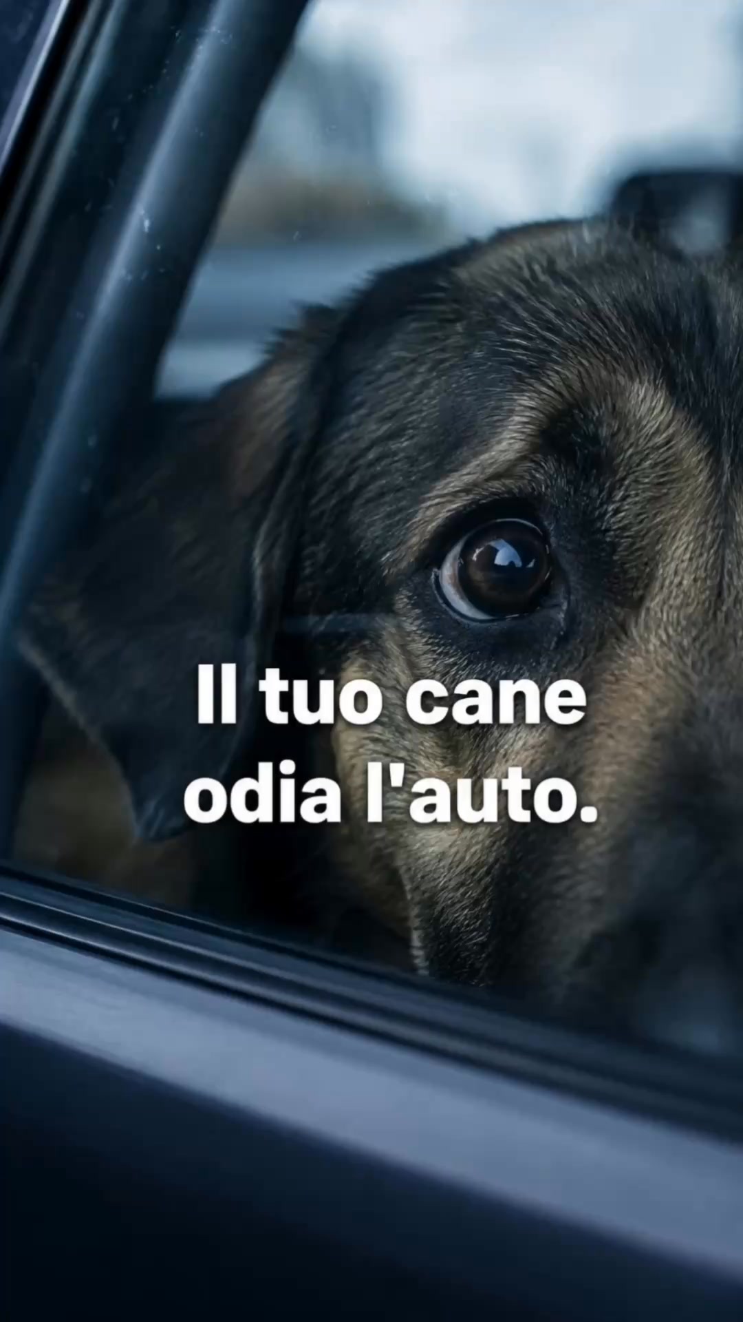 Il tuo cane odia l'auto?