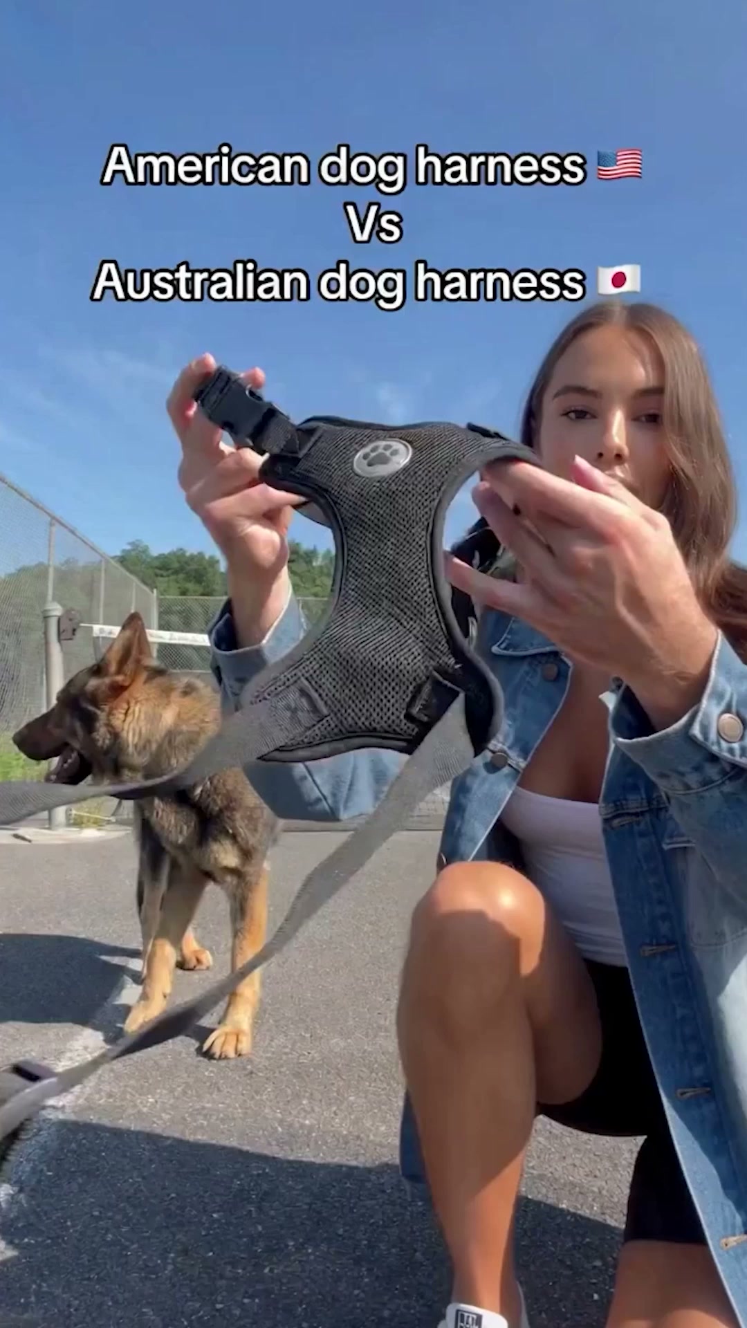 The Vet-Recommended Harness For Big Dogs