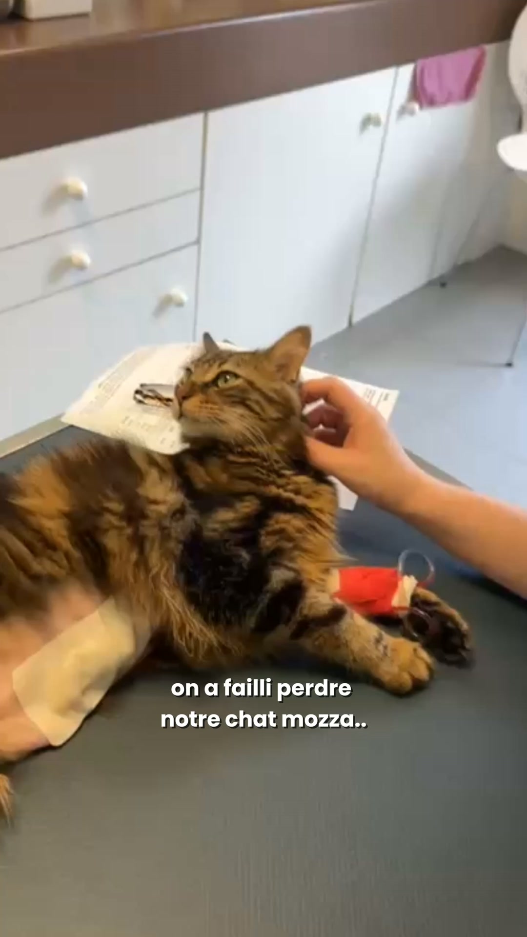 On a failli perdre notre chat.