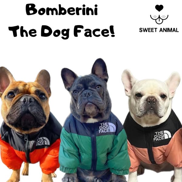 Bomberino The Dog Face!!