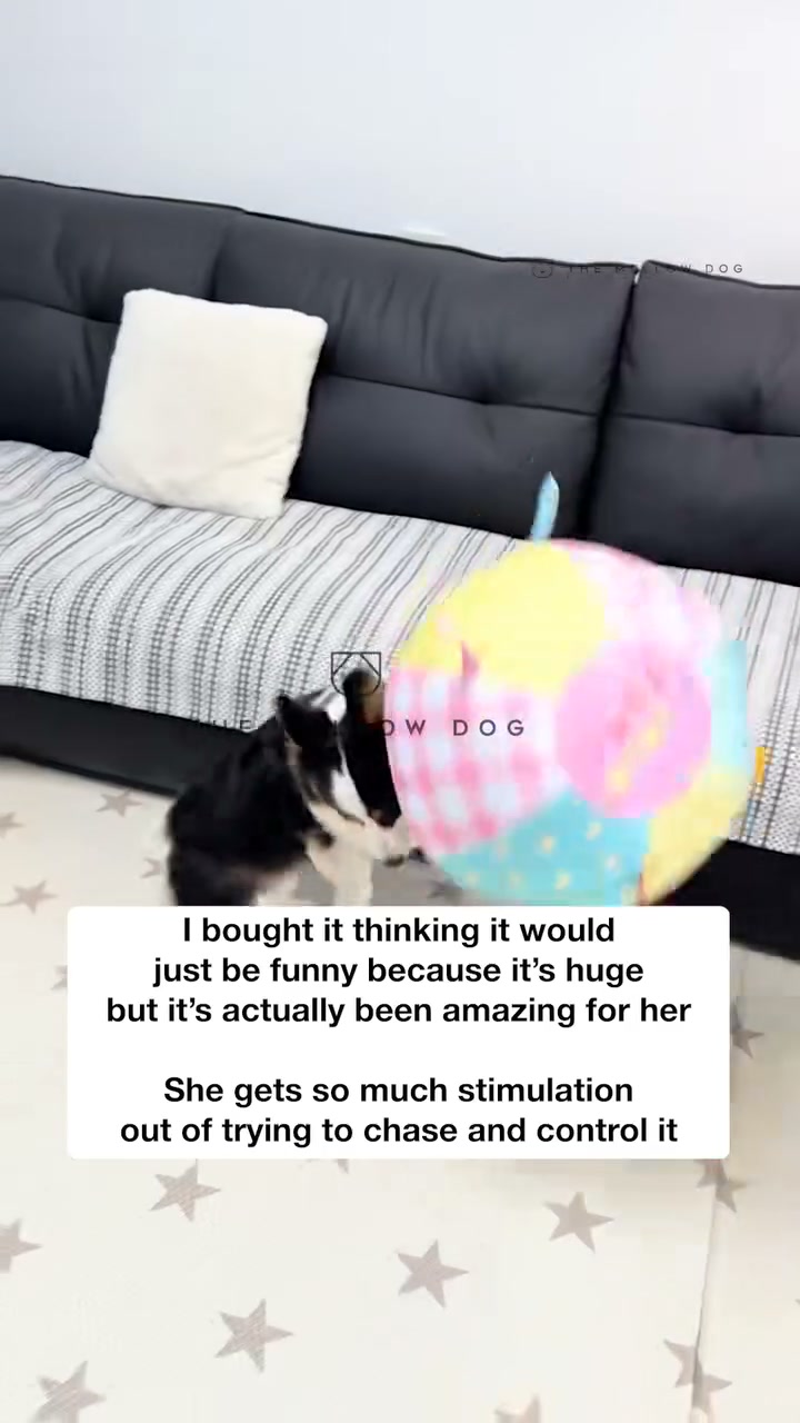 Watch your dog play like they've never played before