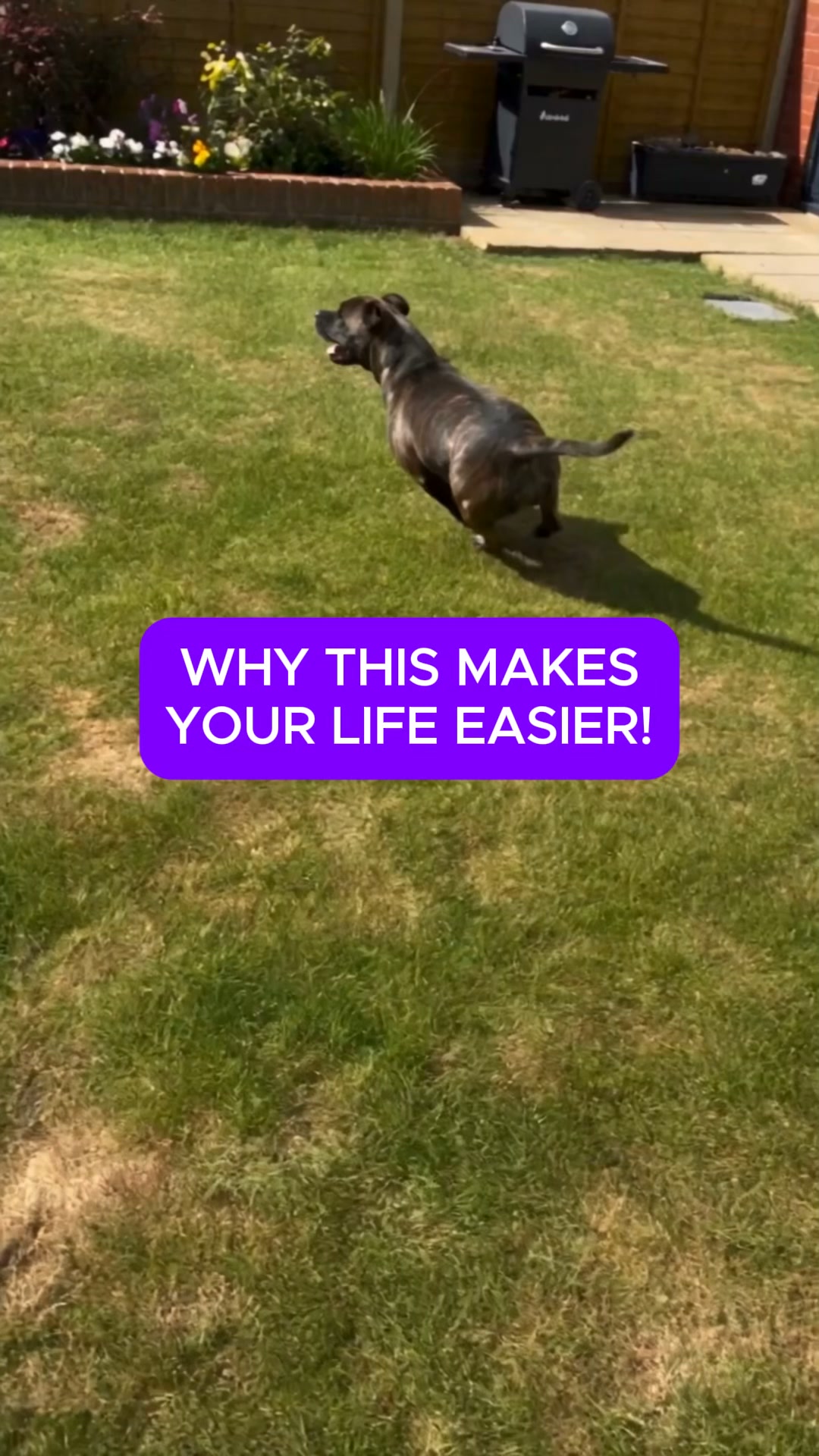 Easier to put on. Easier to guide. Easier walks.