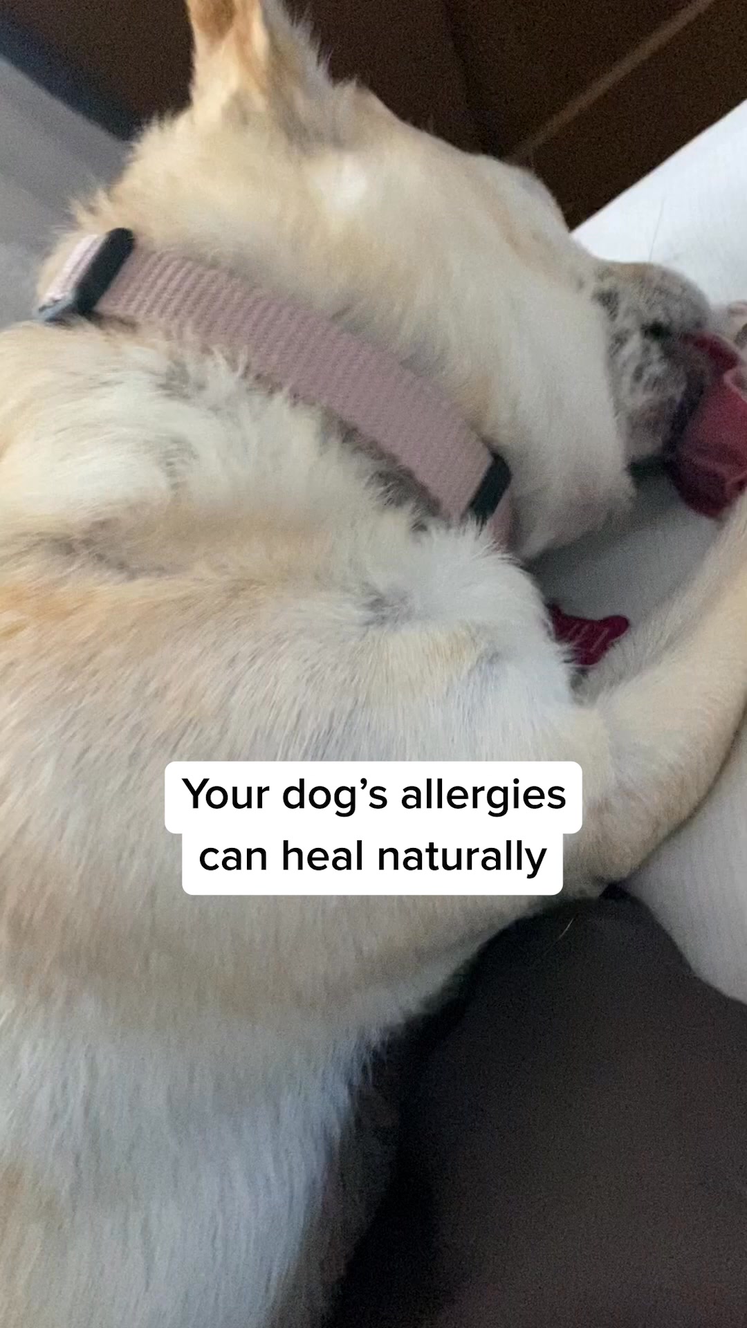 #1 Itch-Soothing Daily Chew For Dogs