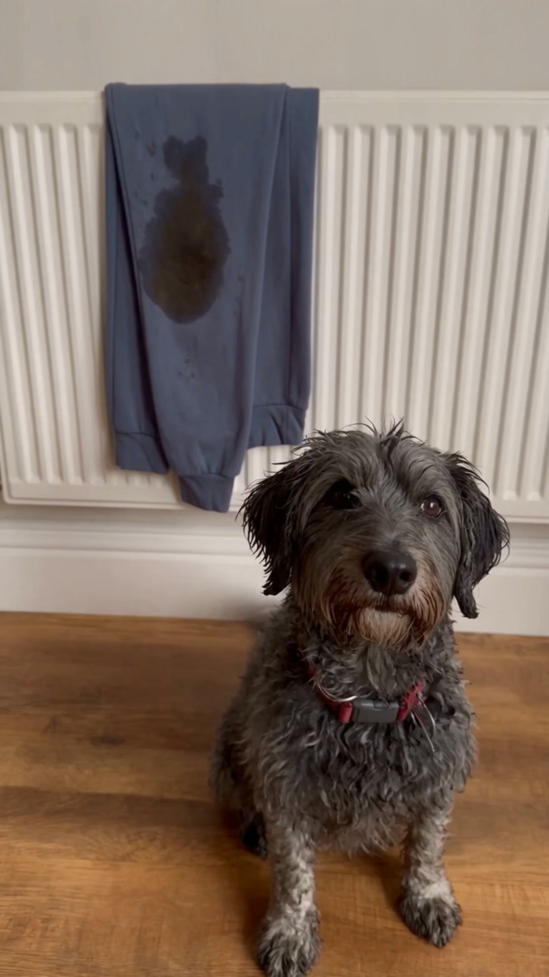 Dein Hund ist bereit. Deine Hose auch?