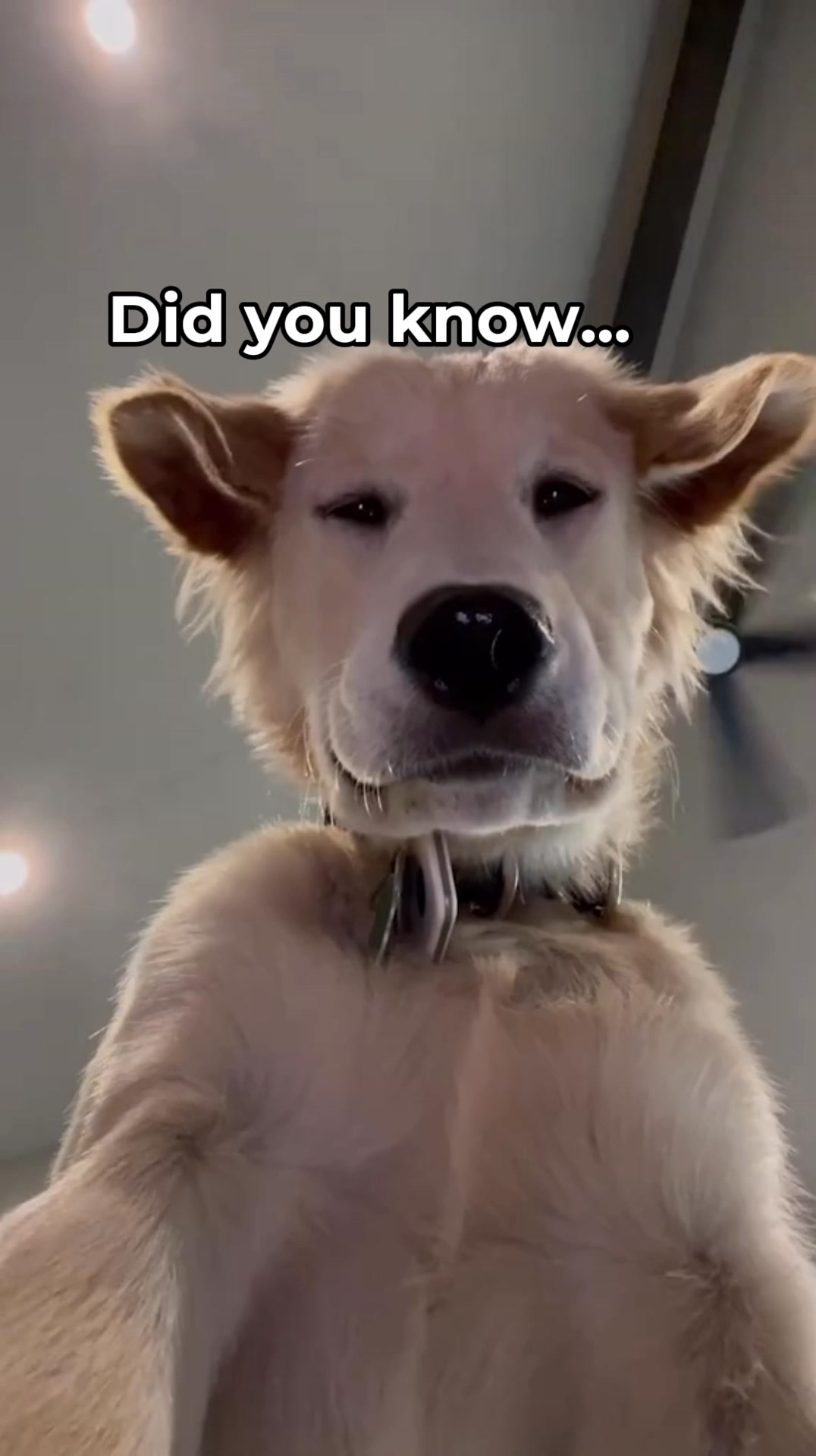 Read This If Your Dog Is Stiff & Sore