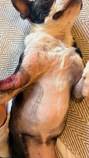 Read this if your dog wont stop scratching