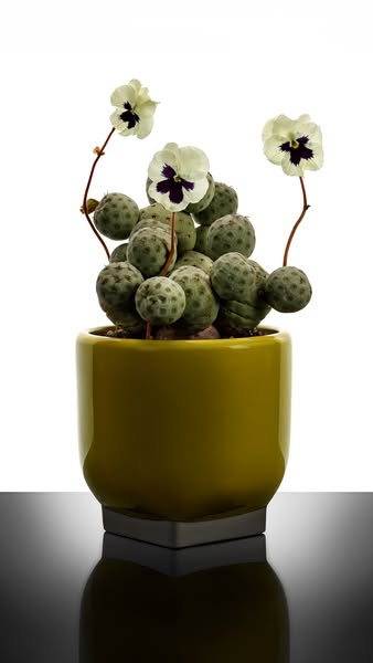 Rosamar by Kris Van Assche