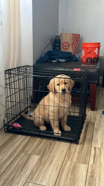 Help your anxious dog feel safe and calm