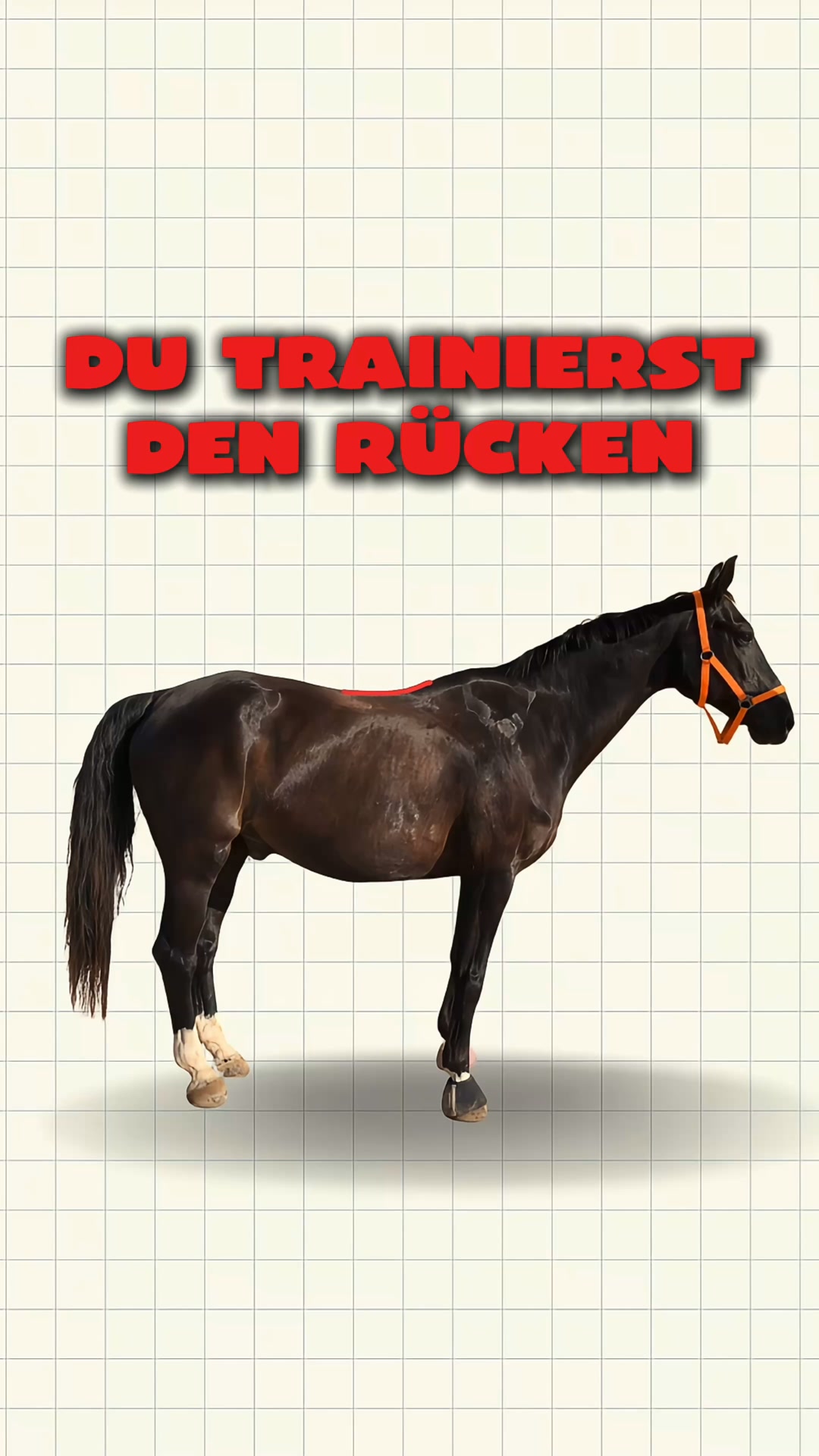 Verstehe, was im Pferdekörper zusammenhängt