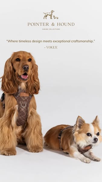 Premium Dog Gear