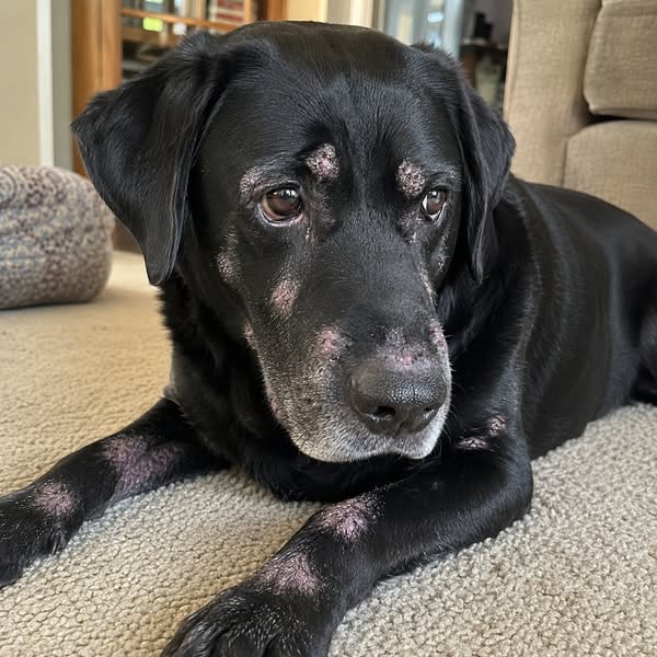 Read This Before Your Next Vet Bill