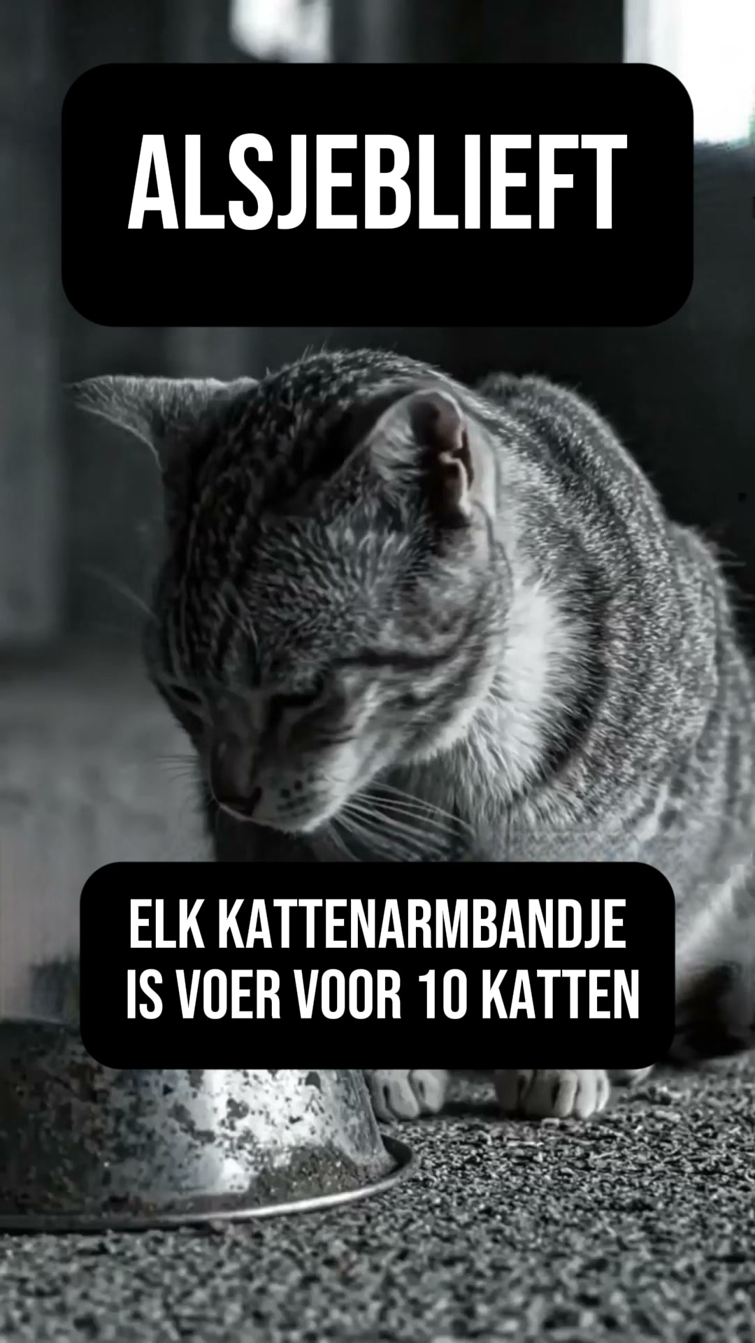 Draag hoop. Voed een kat.