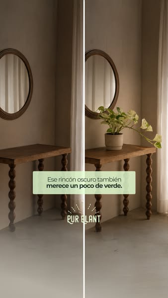 ¿Piso oscuro? Estas plantas aman la sombra