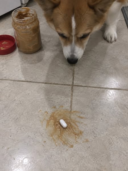 How To Fix Your Dog's Reactivity