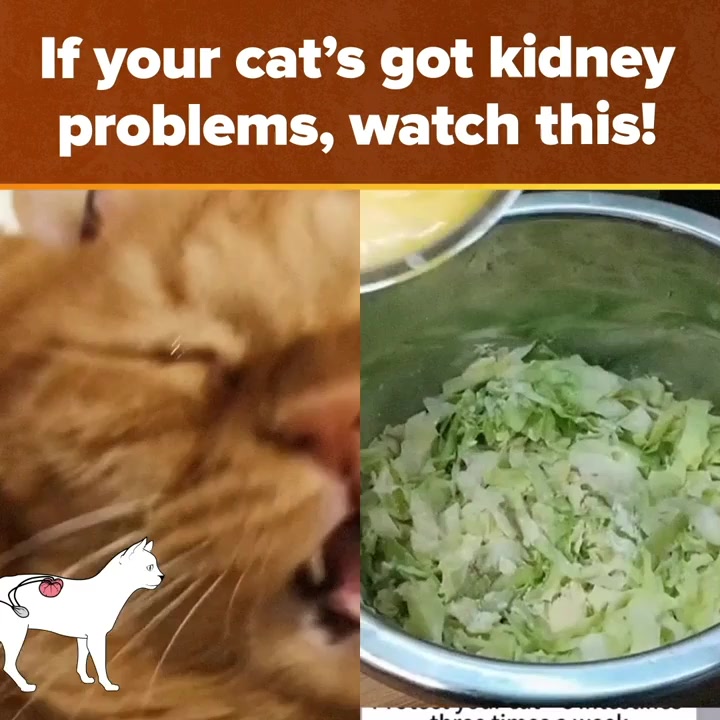 One Trick That Make Cats Healthier (Vet Approved)