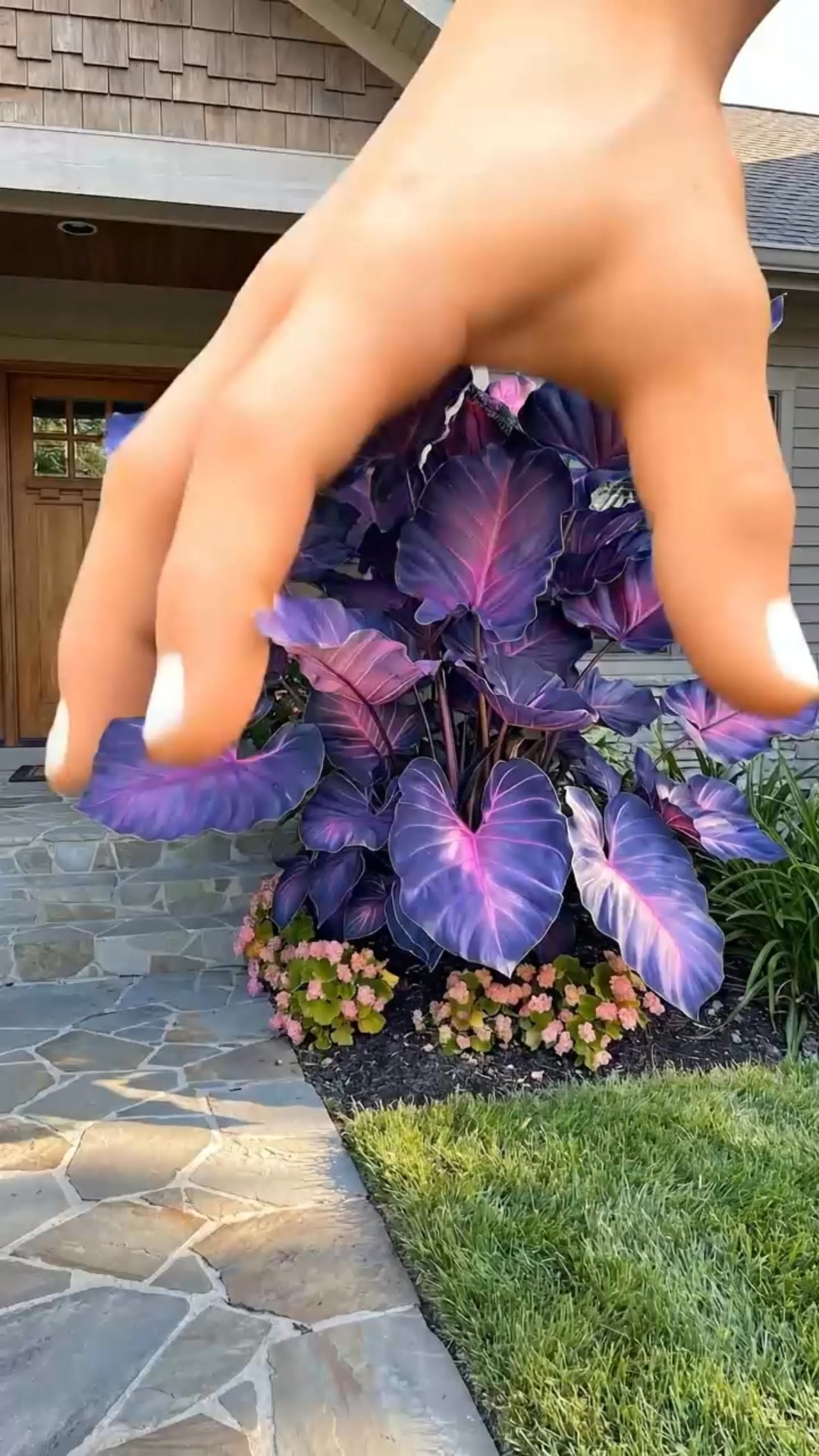 The Rare Giant Caladiums Everyone Wants!