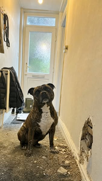 I'm a plasterer. My Staffy keeps giving me weekend work