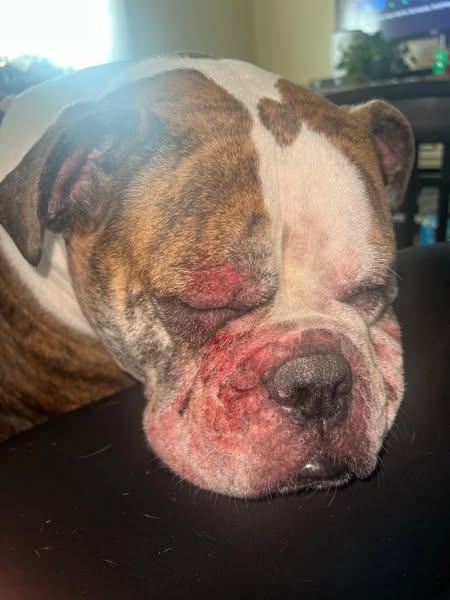 Die Hautbarriere einer Französischen Bulldogge nach Jahren mit Allergieproblemen wiederhergestellt