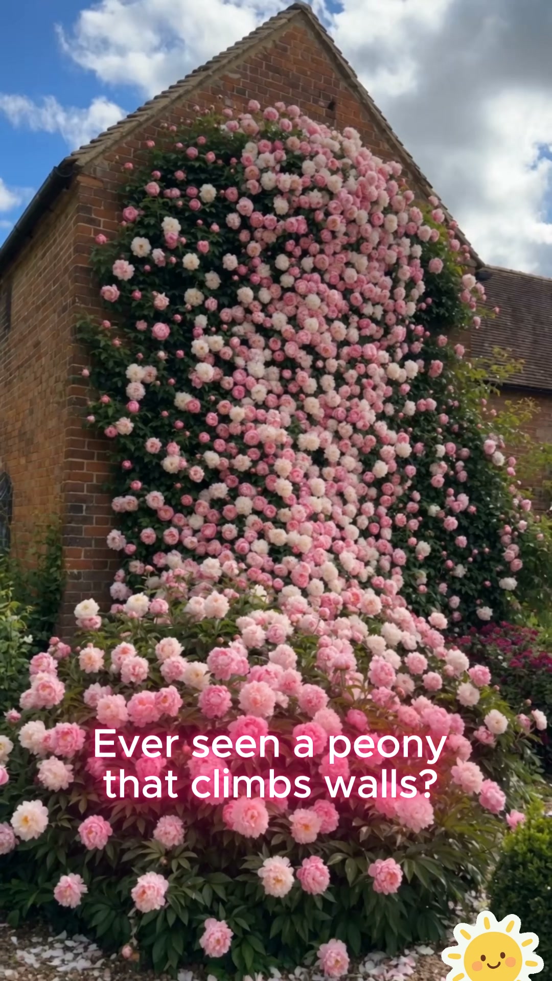 Rare Climbing Peony BulbsBig Full Blooms, Cold Hardy Perennial, Easy to Grow Garden Favorite