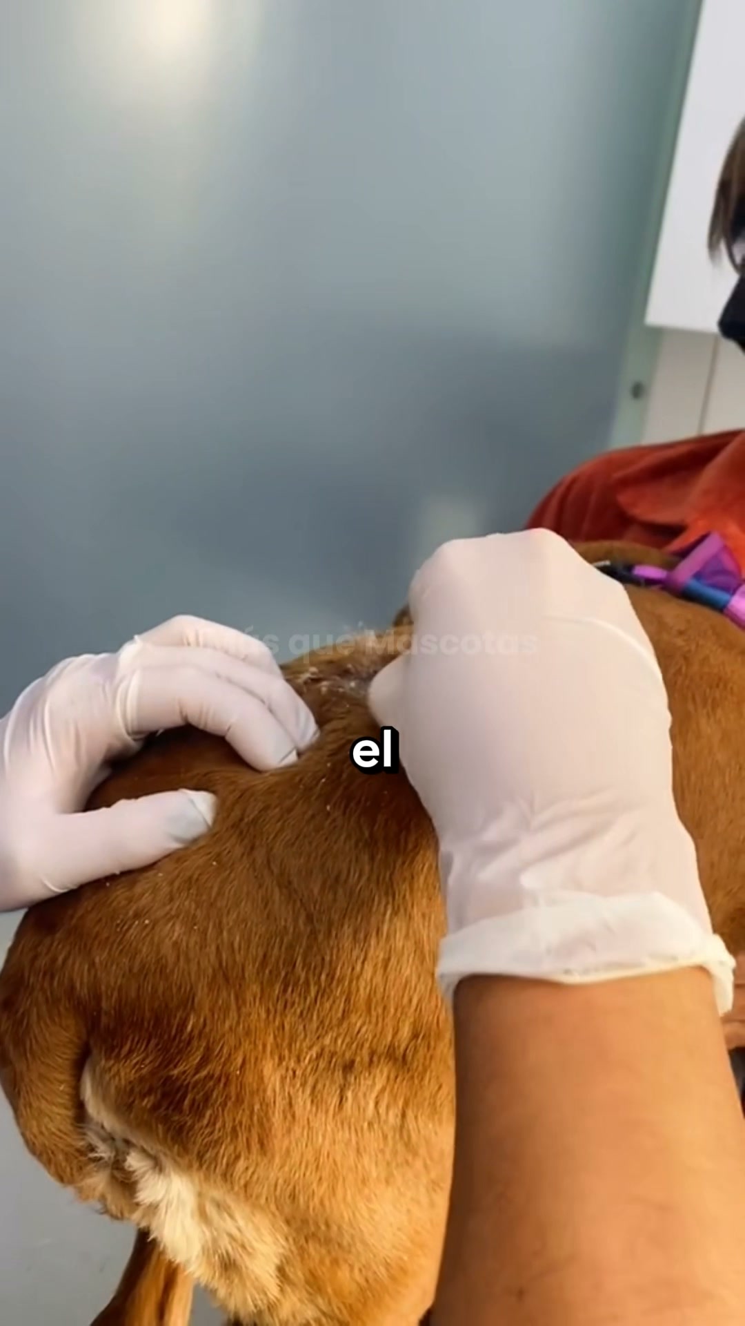 Si ya no sabes como proteger a tu perro... Lee esto