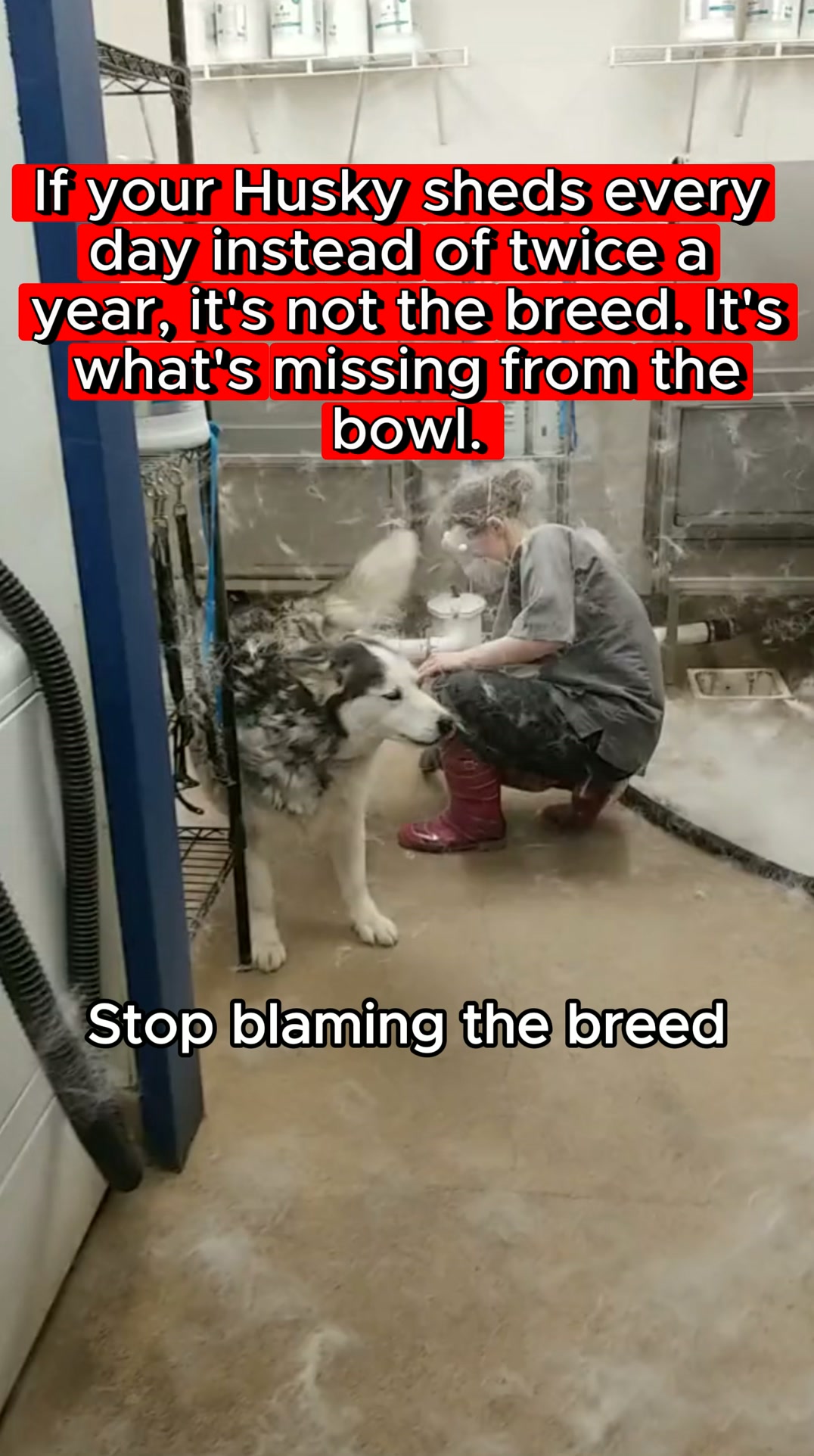 It's Not The Breed. It's The Bowl.
