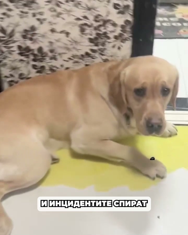 Πιο Ήρεμοι Σκύλοι. Πιο Ευτυχισμένα Σπίτια.