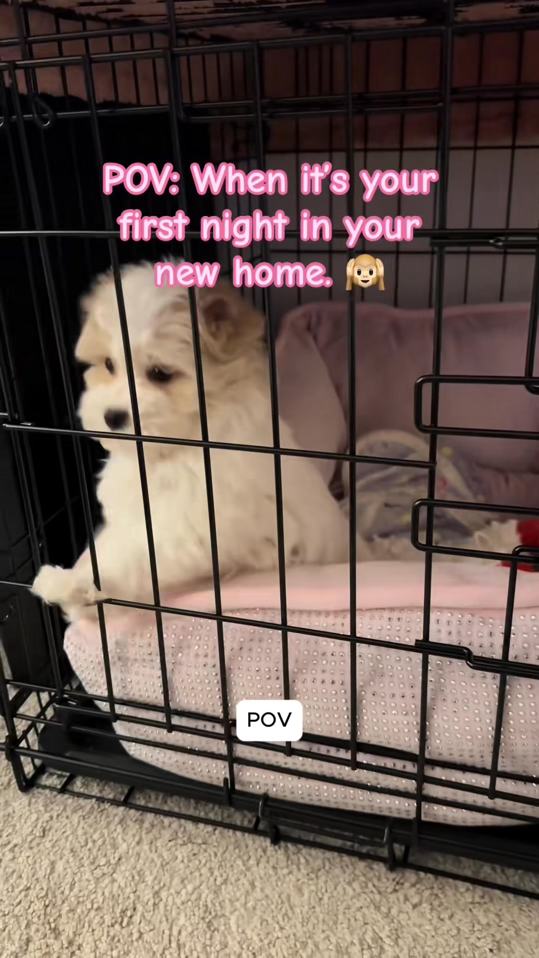 Your Puppy's Crying. 50,000+ Parents Know Exactly How to Fix It.