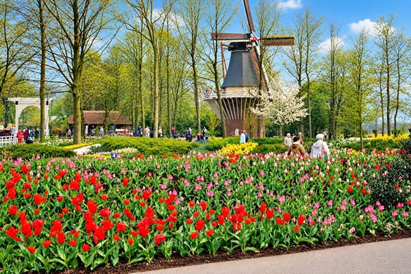 Holanda Florida e Bélgica: Amsterdão/Brugges/Bruxelas/Parque Tulipas Keukenhof/Gent/Zaanse Schans