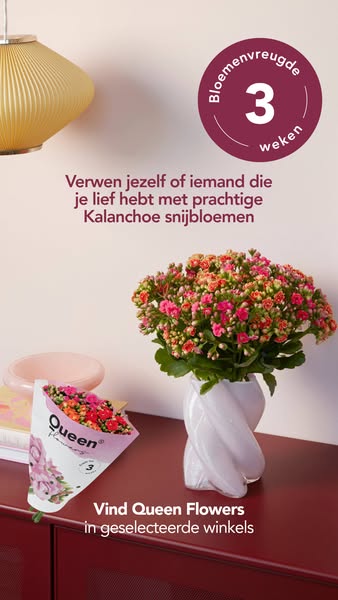 Bloeit minstens 3 weken
