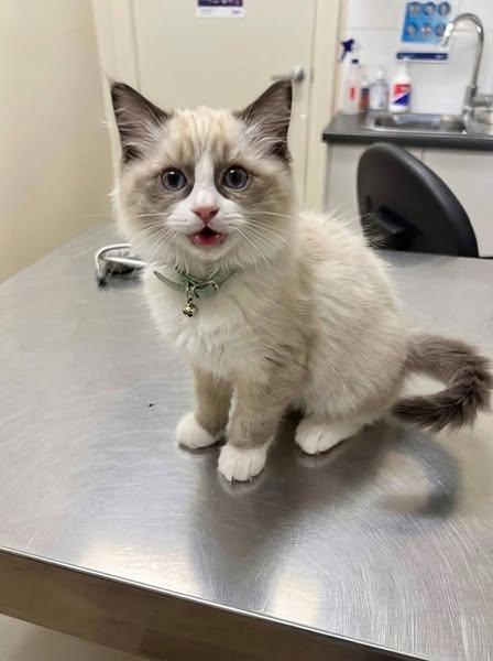 Mein neuer Tierarzt will meine Katze einschläfern lassen. Ich kann das einfach nicht.