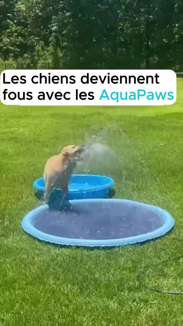 Canicule = danger pour votre chien