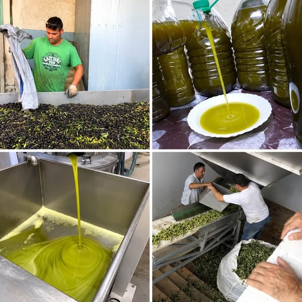 If Your Olive Oil Label Says This, Throw It Out Immediately