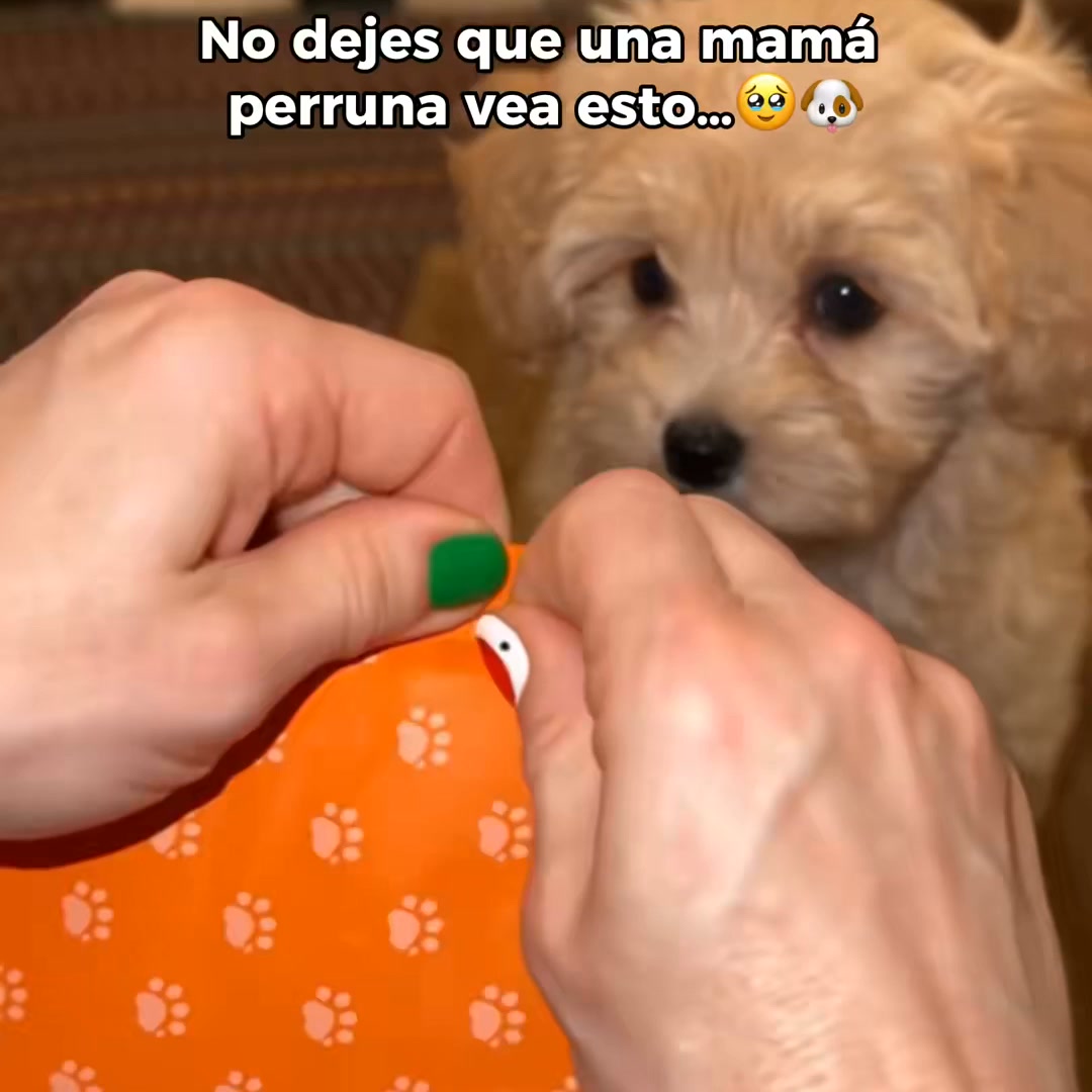 Soft Ear Covers for Dogs