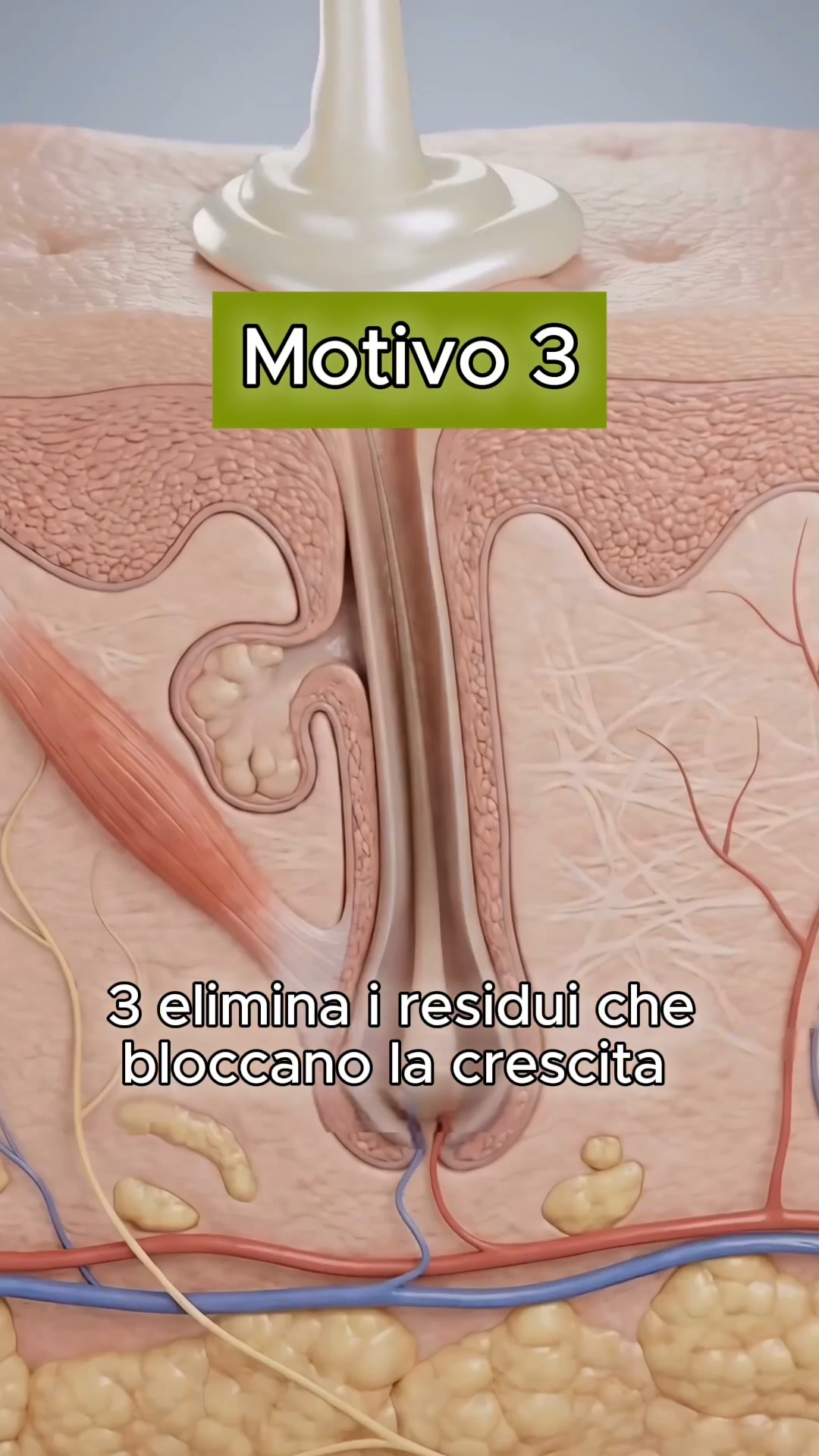 Sapone Coreano — Ferma la Caduta con 12 Erbe
