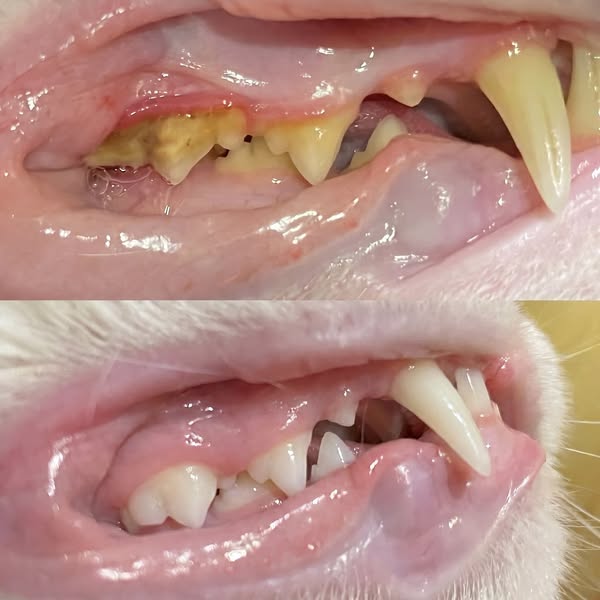 Read if your cat needs their teeth cleaned