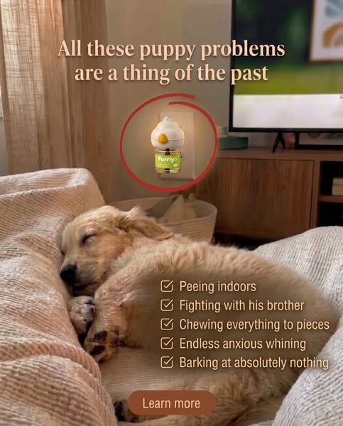 Help Your Anxious Dog Feel Safe Again