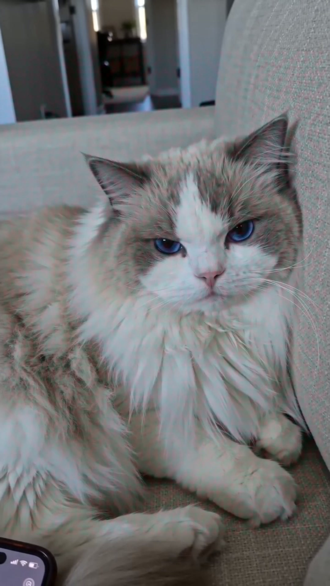 Every Test Came Back Normal. My Cat Was Dying Anyway.