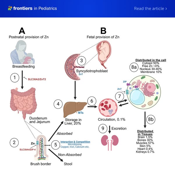 Zinc and Brain Outcomes in Preterm Infants