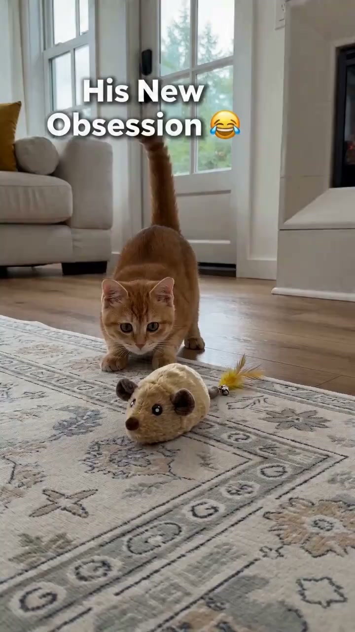 Can’t Be There All Day? Give Your Cat a Playmate That Keeps Them Engaged