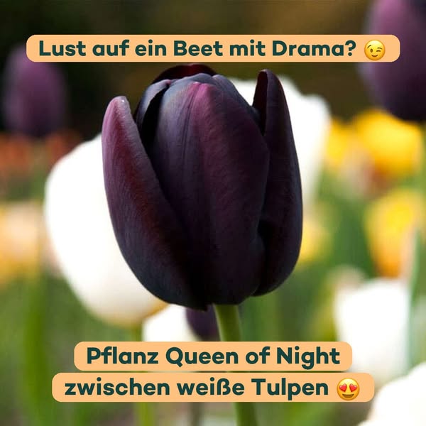 Queen of Night zwischen weißen Tulpen