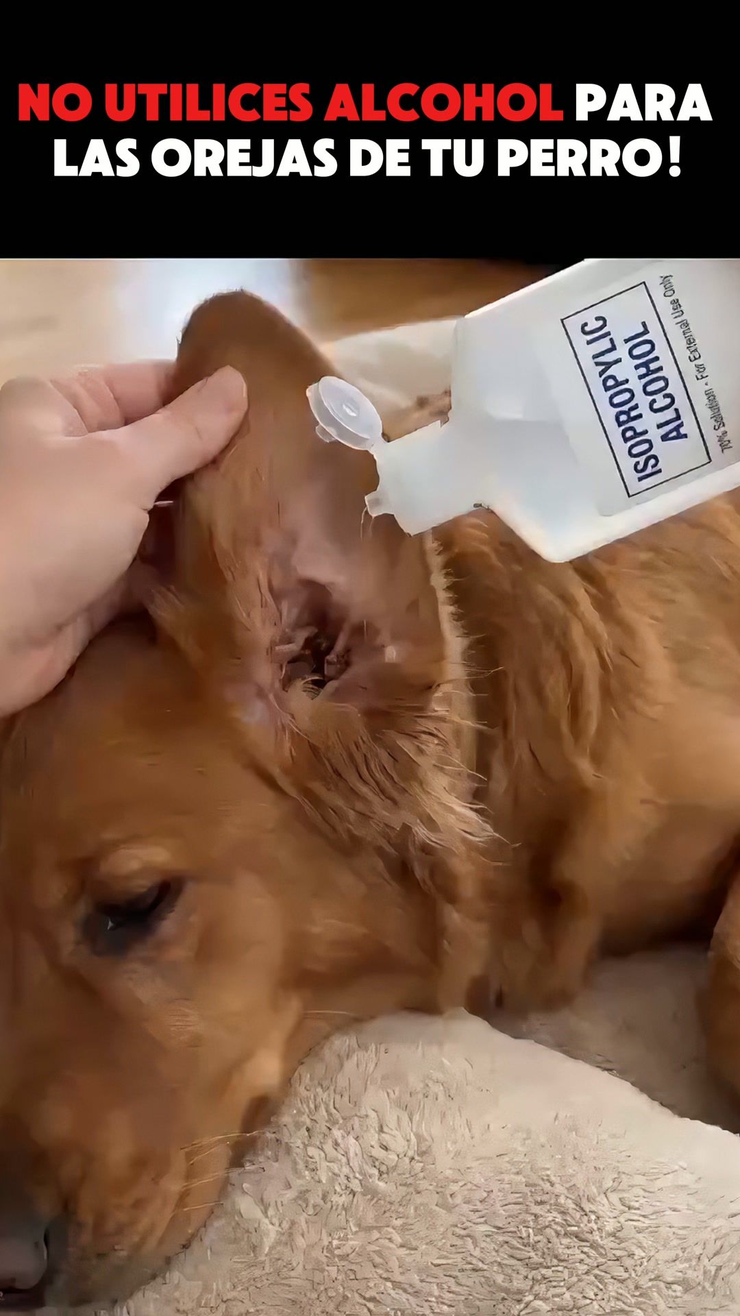 Ultimas UNIDADES! — Limpiador de oídos Peludos · sin alcohol - Para perros y gatos