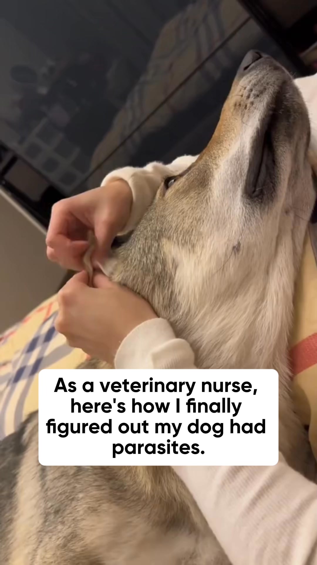 Hidden cause of your dog's constant scratching