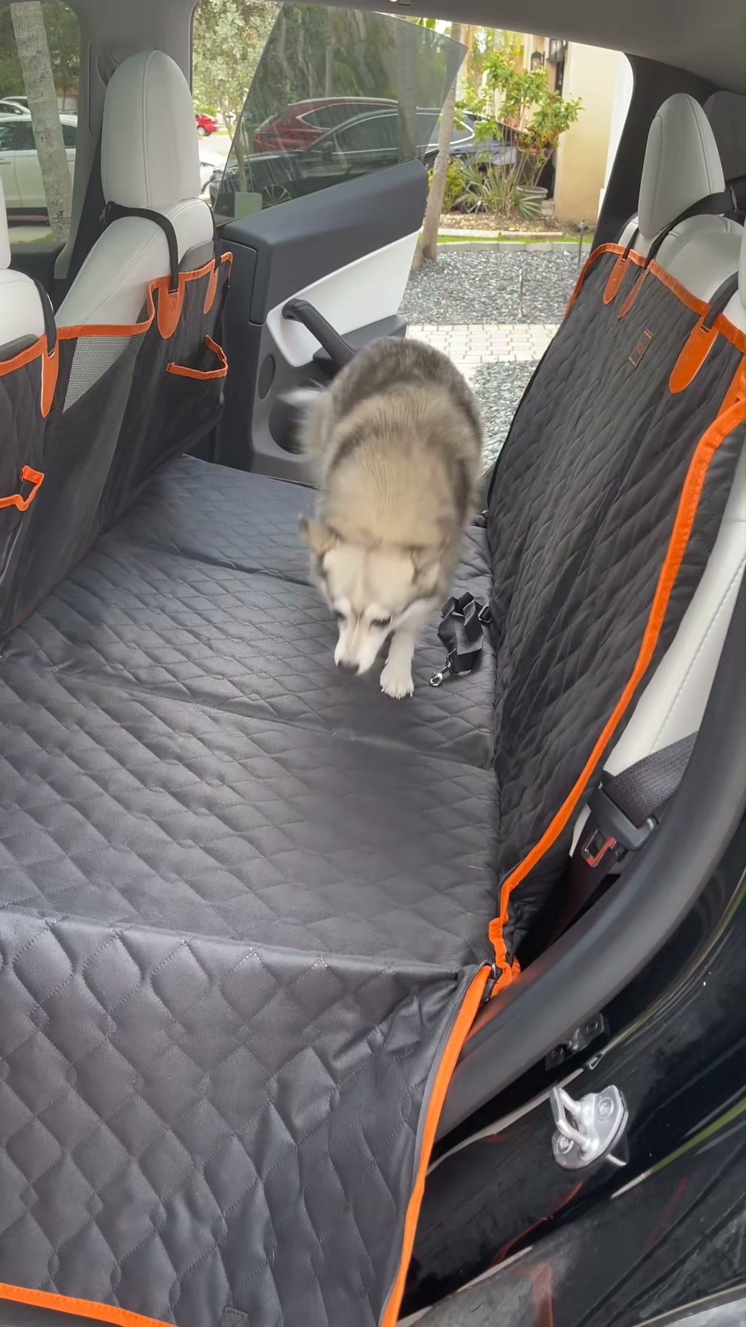 SAVE 34% | Give Your Dog a Safer, Roomier Back Seat