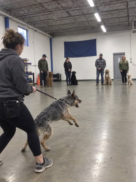 How To Fix Your Dog's Reactivity
