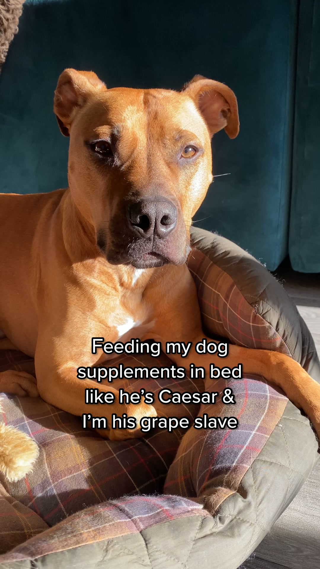 Natural Wellness For Dogs