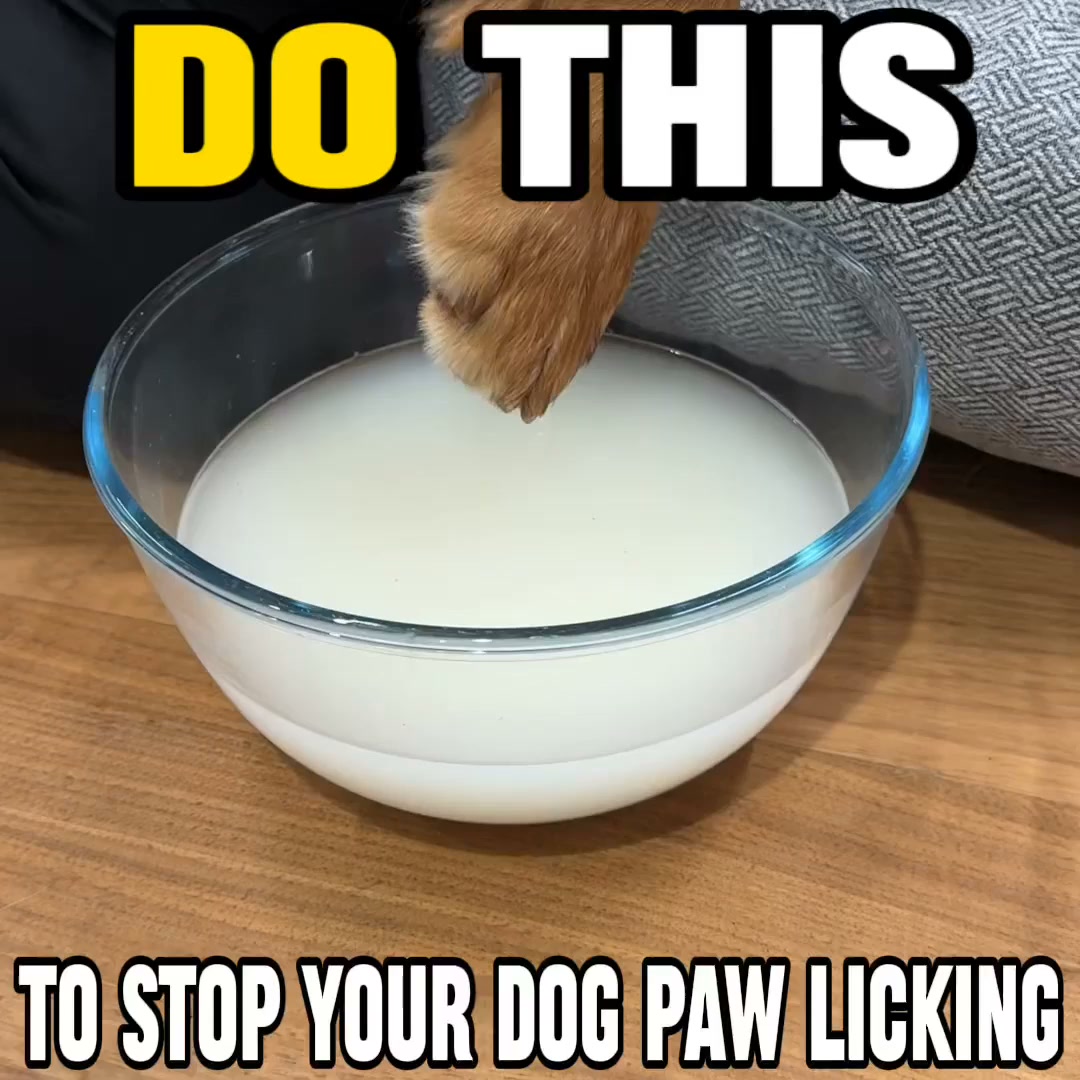 Anúncio de Your Pet Nutrition
