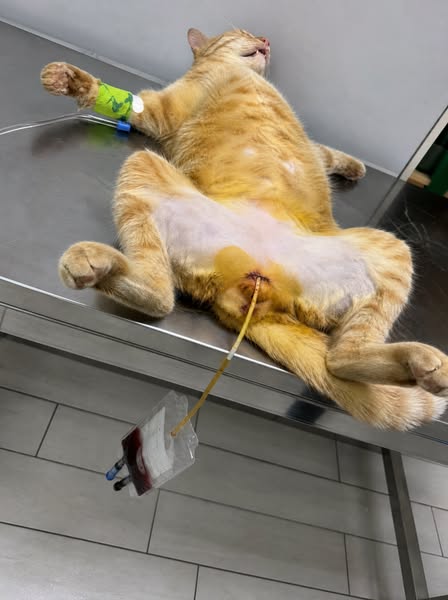 Stop watching your cat suffer